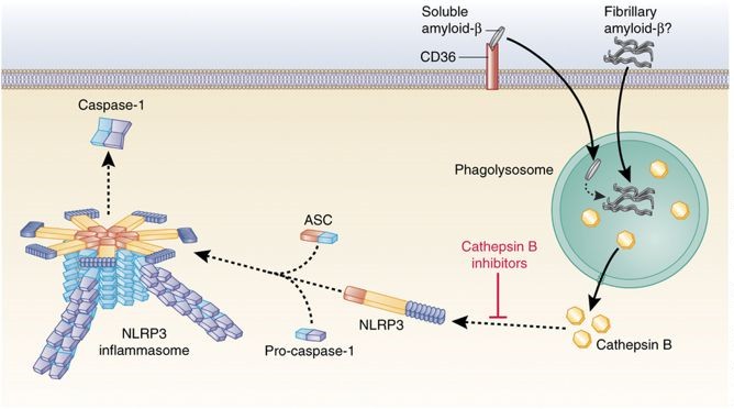 Inflammasome Signaling Pathway