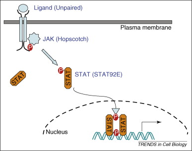 JAK-STAT Signaling Pathway