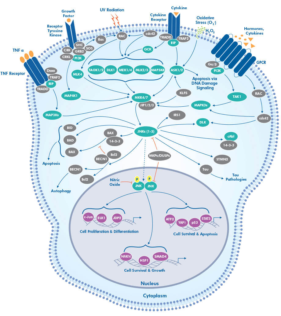 JNK Signaling Pathway