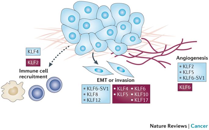 KLF4 Signaling Pathway