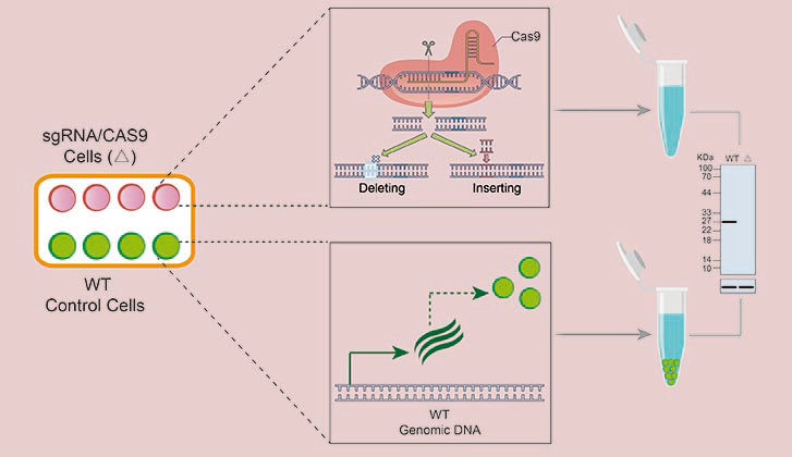 Knockout Validated Antibodies