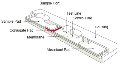 Lateral Flow Tests