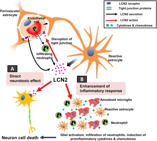 Lipocalin Signaling Pathway