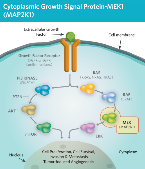 MAP Kinase Signaling Pathways