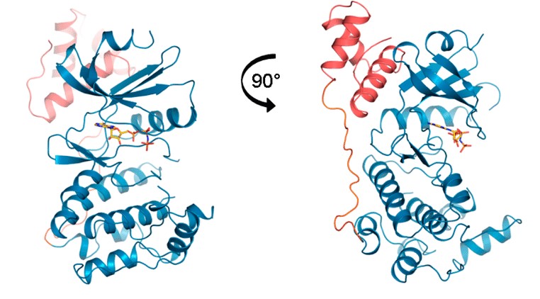 MELK Signaling Pathway