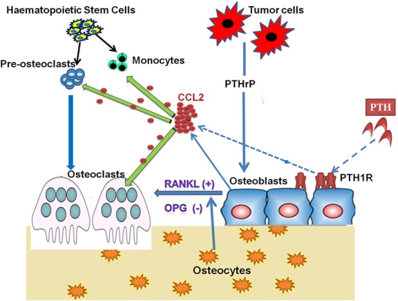 Monocyte Chemotactic Protein-1 Signaling Pathway