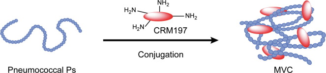 Native Antigens for Vaccine R&D