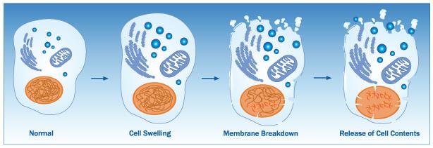 Necroptosis Signaling Pathway