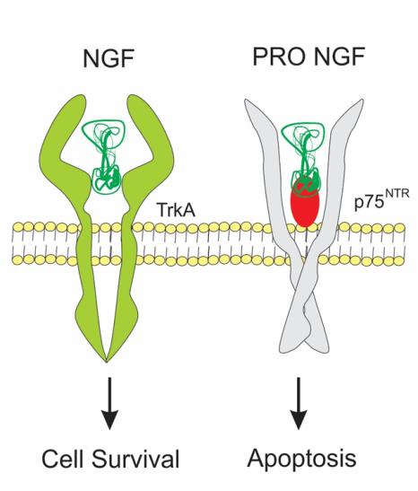 Nerve Growth Factor Signaling Pathway