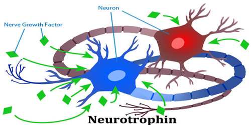 Neurotrophin Signaling Pathway