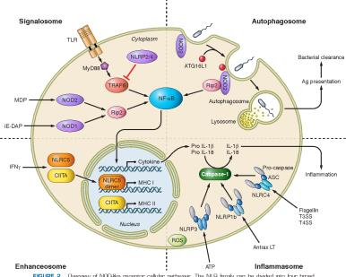 NOD-like Receptor Signaling Pathway