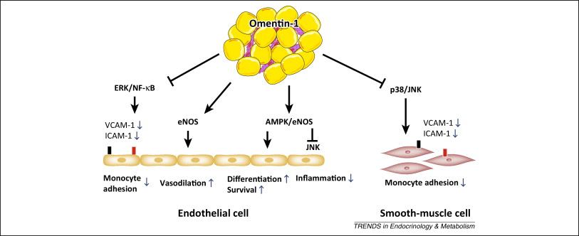 Omentin Signaling Pathway