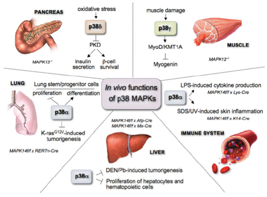 P38 Signaling Pathway