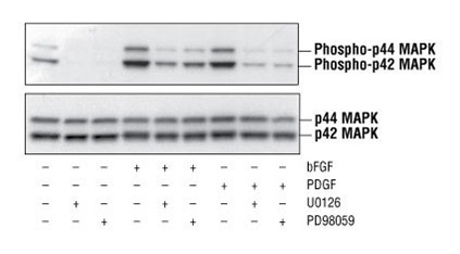 p44/42 MAPK (Y204) monoclonal antibody