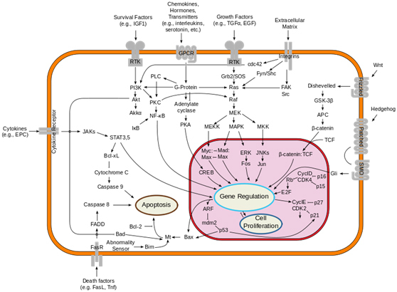 P53 Signaling Pathway