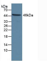 Rabbit Anti-Human CASP9 Polyclonal Antibody (CABT-L2068)