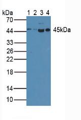 Rabbit Anti-Human CASP1 Polyclonal Antibody (CABT-L2043)