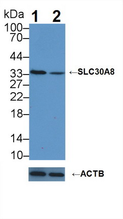 Rabbit Anti-Human SLC30A8 Polyclonal Antibody (CABT-L2081)