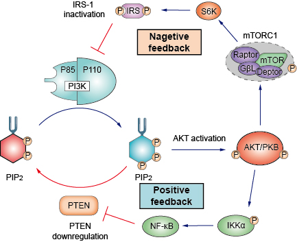 PI3K-AKT Signaling Pathway