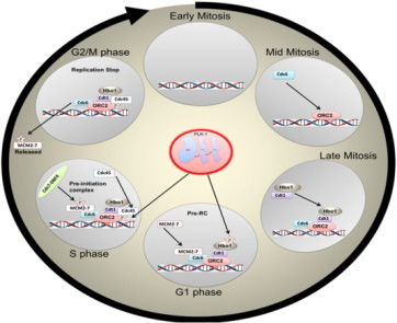 PLK signaling pathway