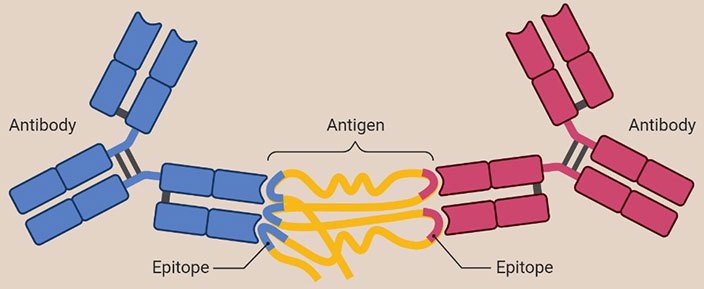 Matched Antibodies Pairs