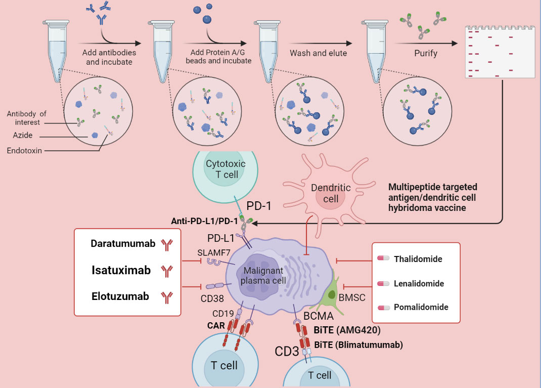 Low Endotoxin, Azide Free Antibodies