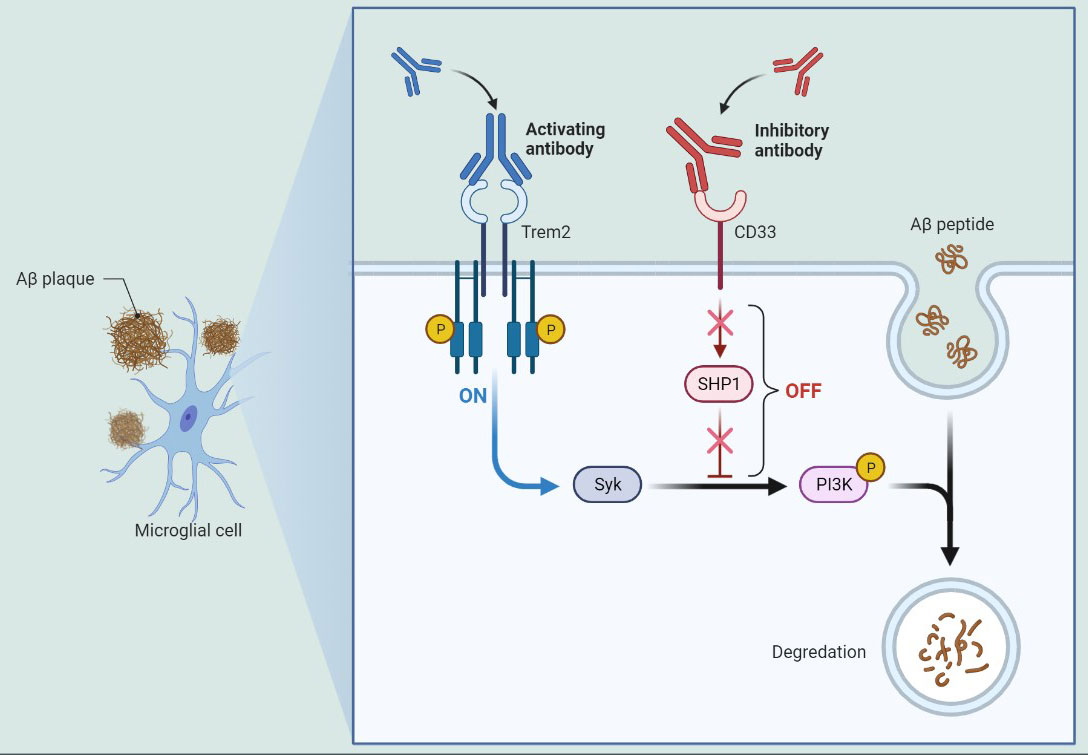 Neuroscience Antibodies