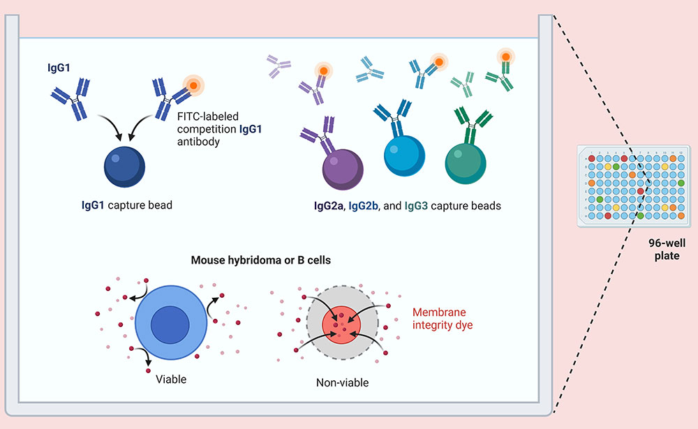 Tag Antibodies