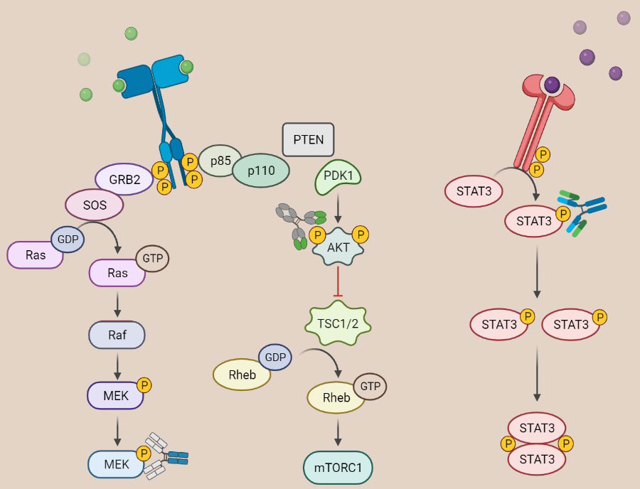 Phospho-specific Antibodies