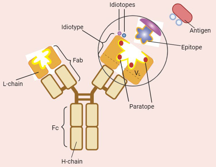 Anti-idiotypic Antibodies