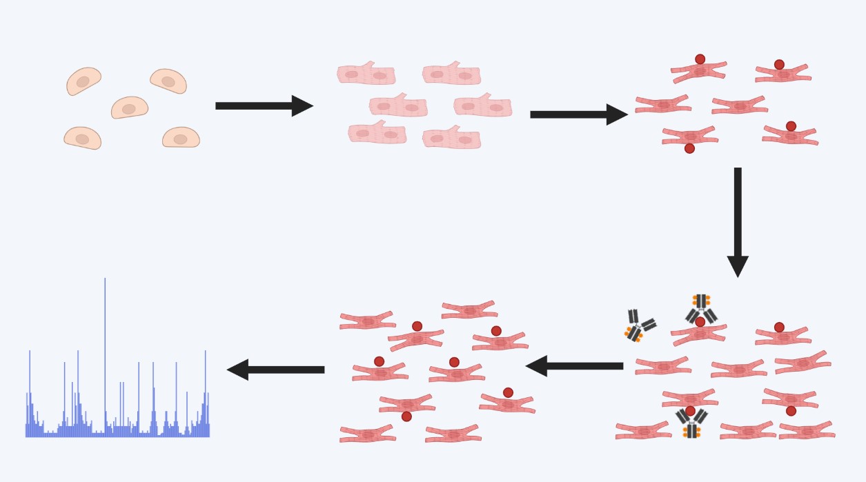 Cardiac Markers Antibodies