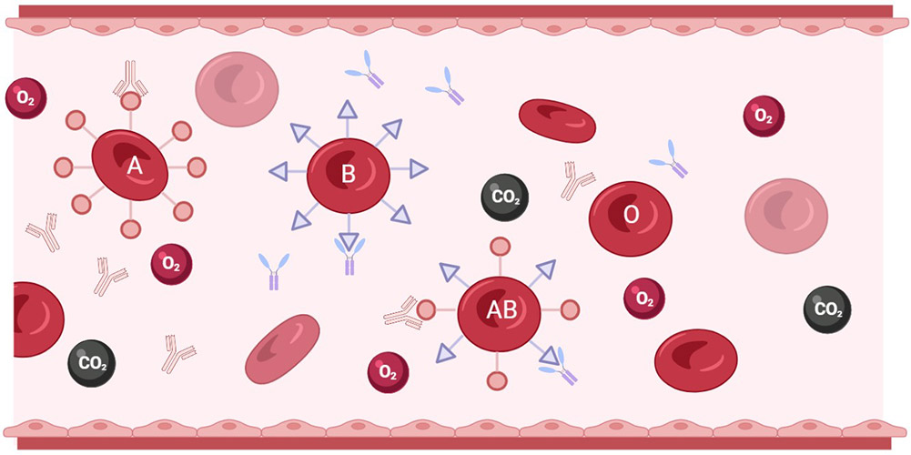 Blood Group Antibodies