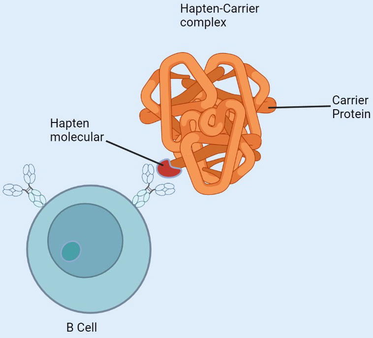 Small Molecule Antibodies