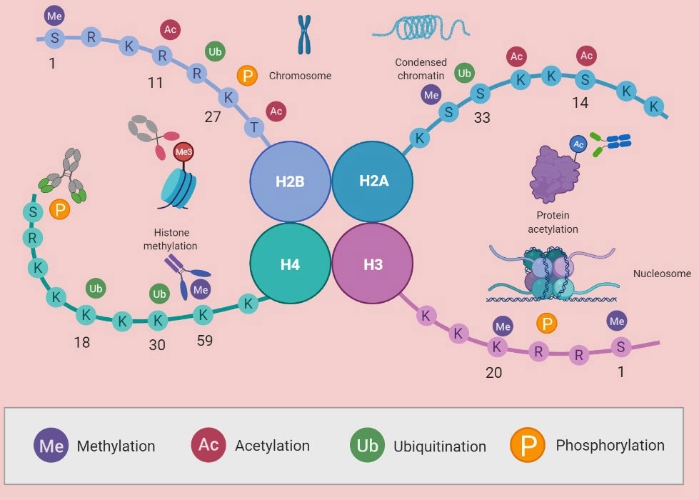 Epigenetics Antibodies