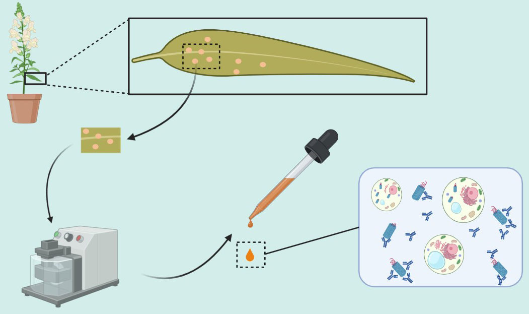 plant-pathogens-antibodies