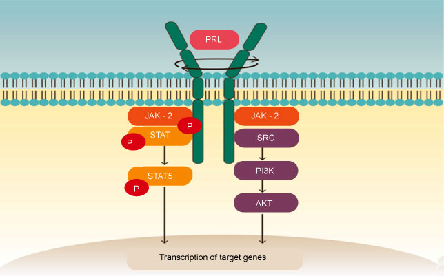 Prolactin Signaling Pathway