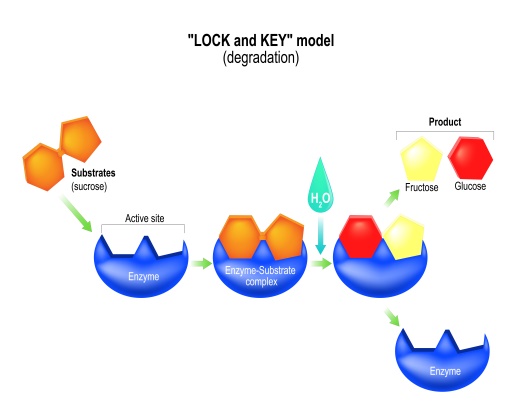 Proteases & Other Enzymes 