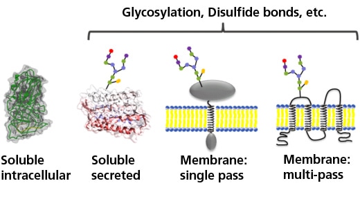 Protein Antigen Expression Service