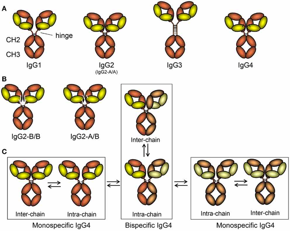 Schematic Diagram of IgG Subclasses and Their Isoforms (Vidarsson G, 2014)