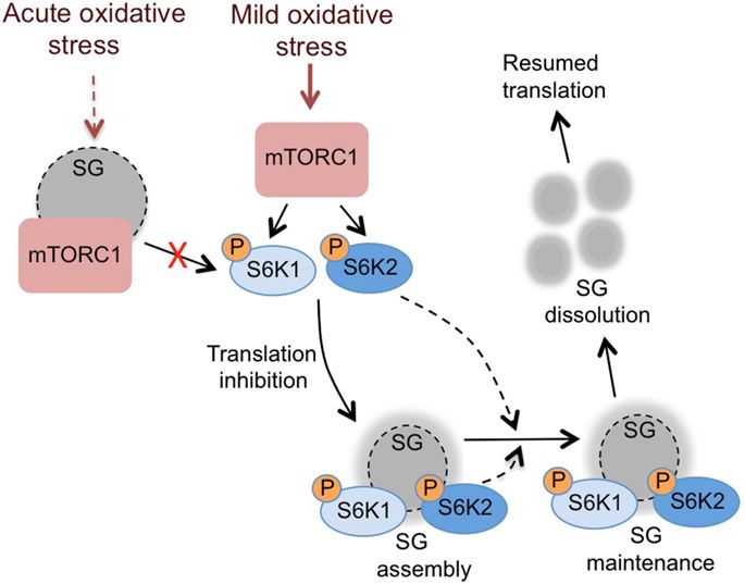 S6 Kinase Signaling Pathway