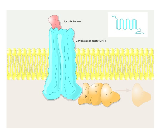 Signal Transduction