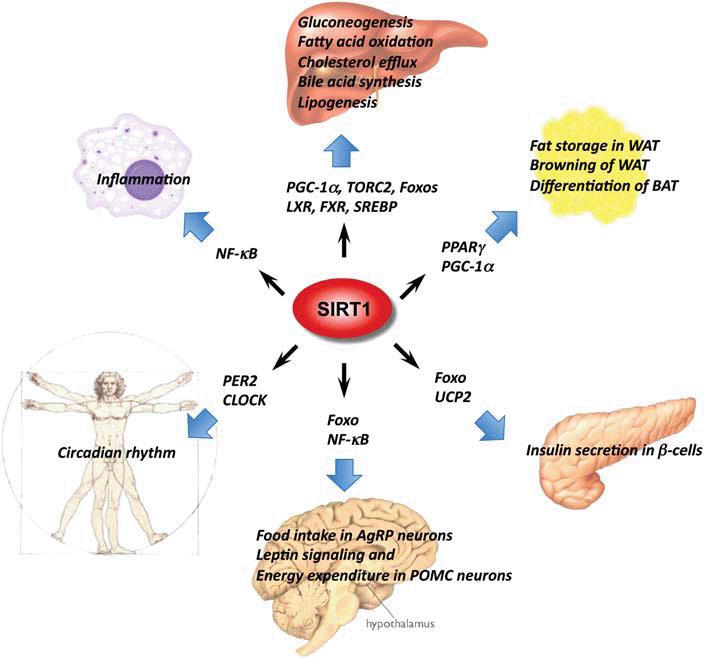 Sirtuin Signaling Pathway