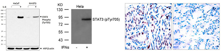 STAT3 (Phospho Y705) monoclonal antibody