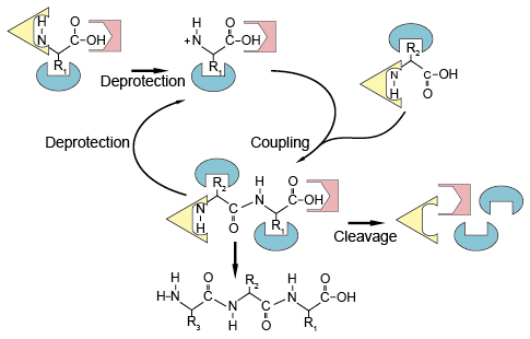 Peptide synthesis process