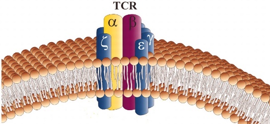 TCR Signaling Pathway