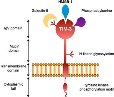 TIM-3/Galectin-9 signaling pathway