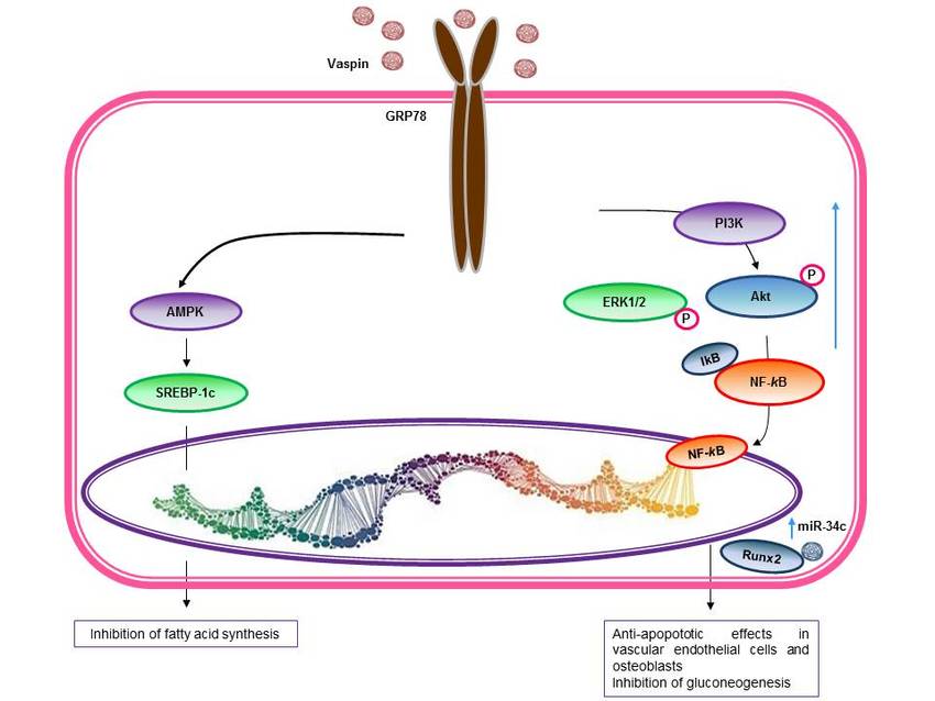 Vaspin Signaling Pathway