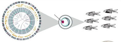 Multi-genic screening of target 