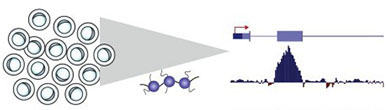 Epigenetic mechanisms Studies