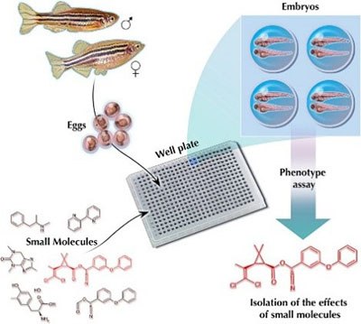 Phenotypic screening